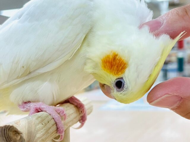 オカメインコ