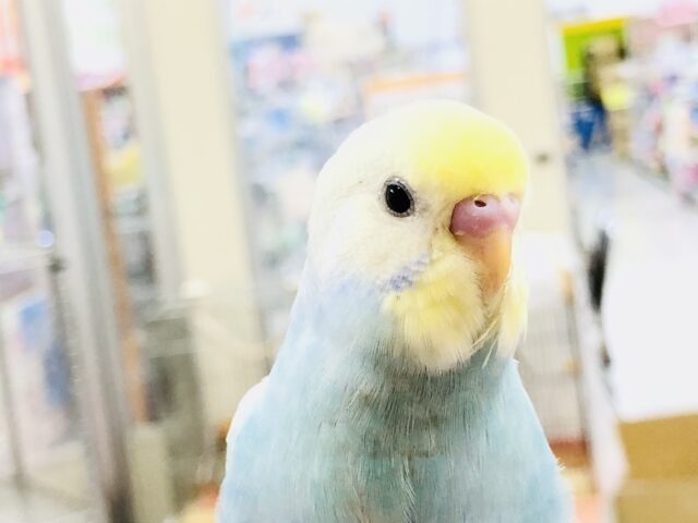セキセイインコ
