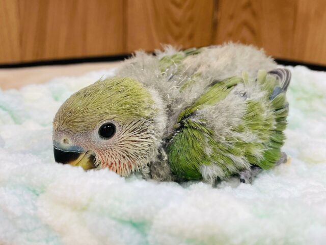 コザクラインコ（小桜インコ）