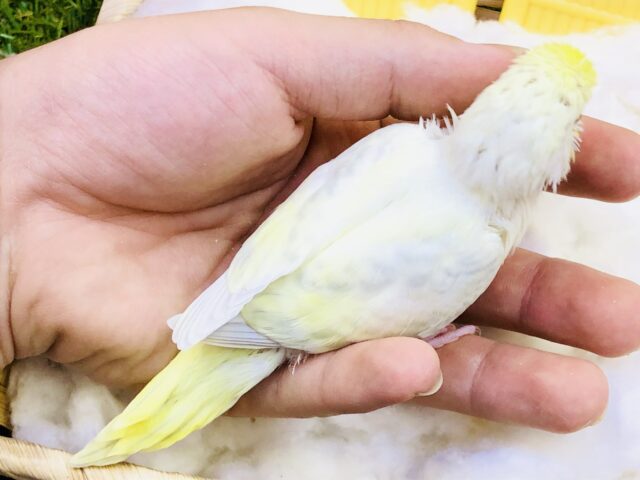 セキセイインコ