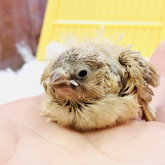 錦花鳥（キンカチョウ）