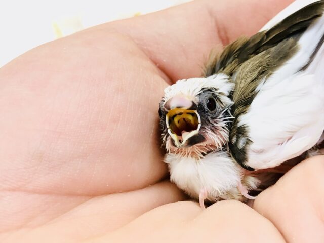 十姉妹（ジュウシマツ）