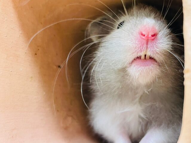 ゴールデンハムスター