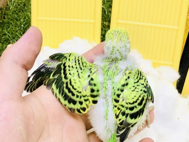 セキセイインコ