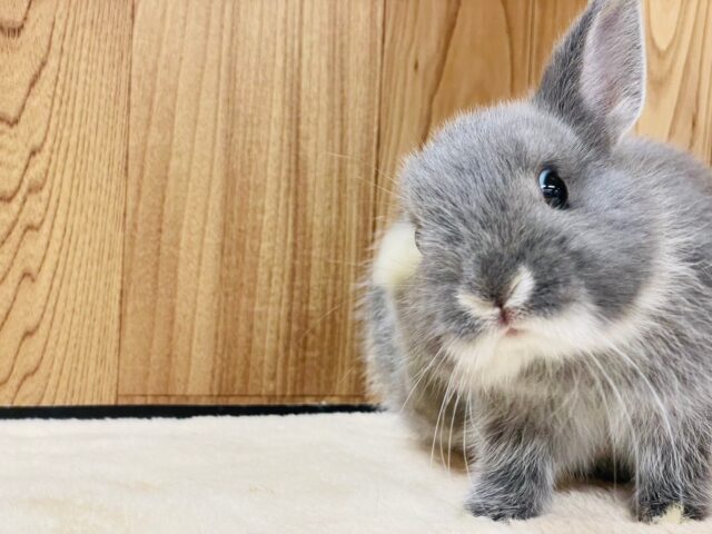 ネザーランドドワーフ