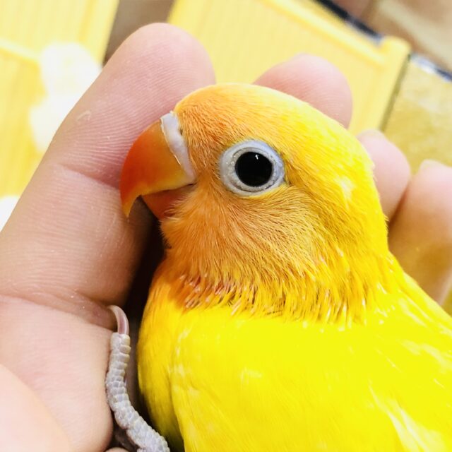 【最新画像更新☆☆】輝く美カラー!! ボタンインコ ヤマブキボタンインコ