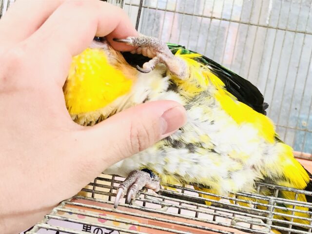 シロハラインコ
