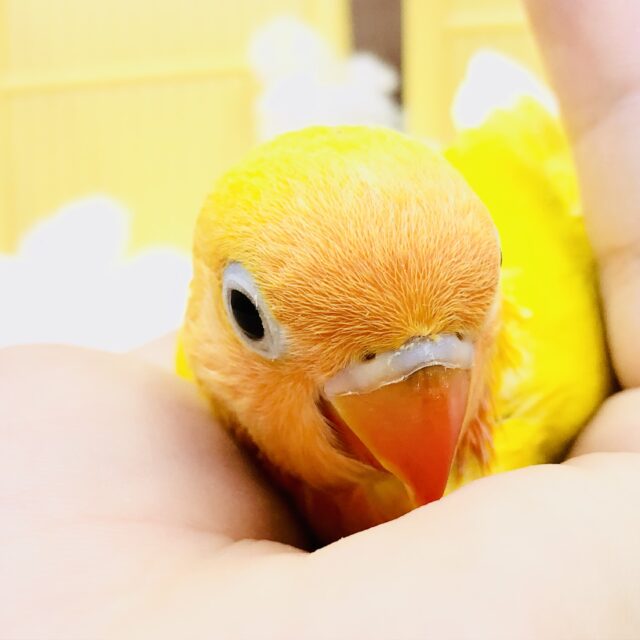 ヤマブキボタンインコ