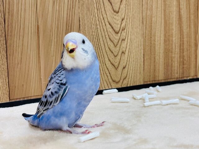 セキセイインコ
