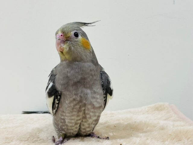 シャイだけど好奇心旺盛♡オカメインコ(ノーマル) オカメインコ