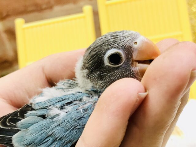 ブルーボタンインコ