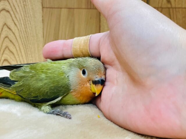 コザクラインコ（小桜インコ）