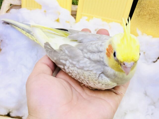 オカメインコ