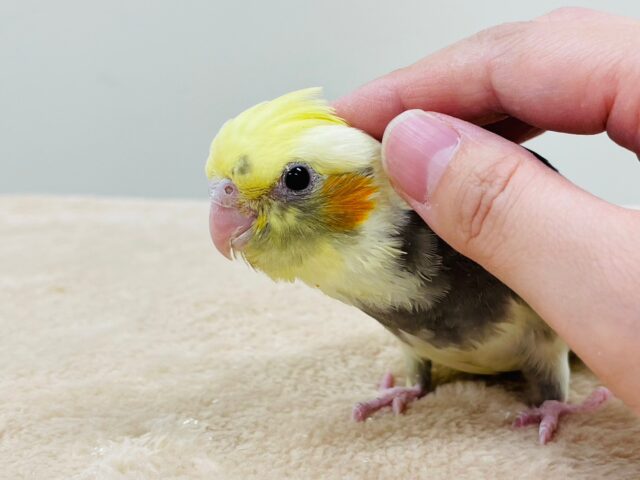 オカメインコ