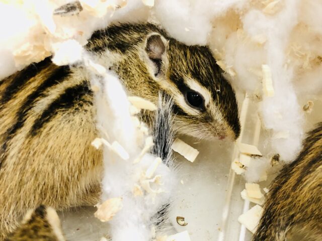 シマリス（ノーマル）