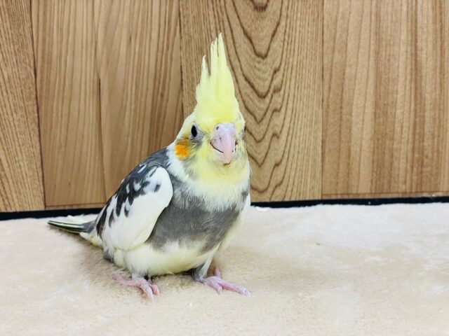 オカメインコ