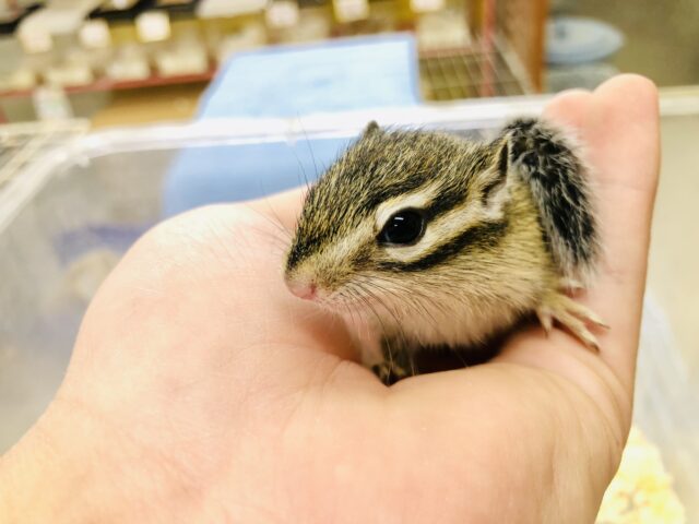 シマリス（ノーマル）