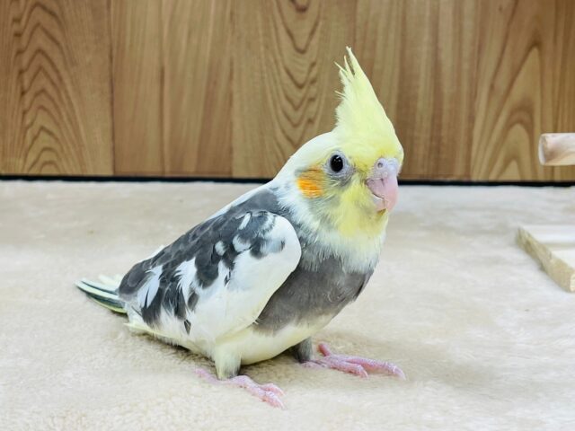 オカメインコ