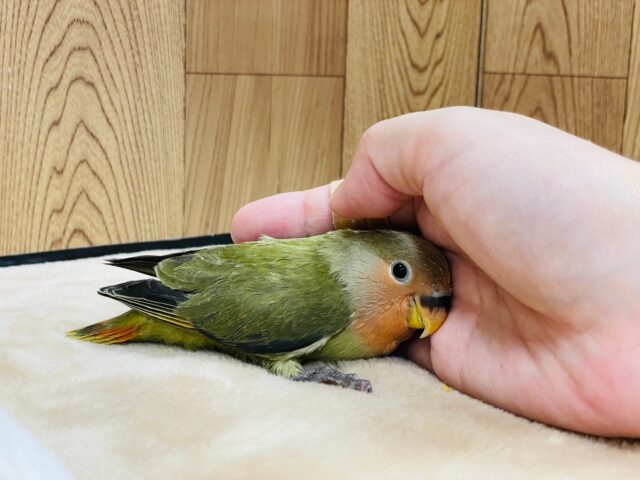 コザクラインコ（小桜インコ）