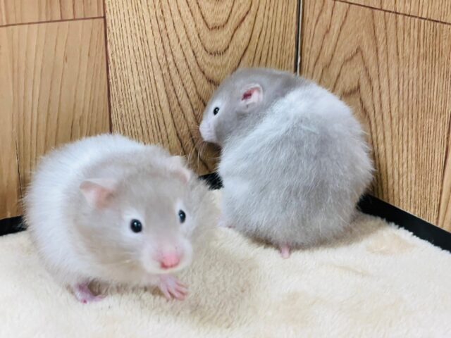 ゴールデンハムスター