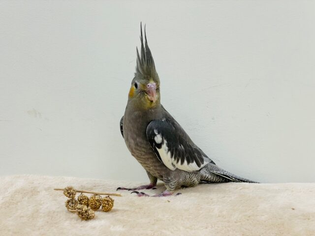 シャイだけど好奇心旺盛♡オカメインコ(ノーマル) オカメインコ