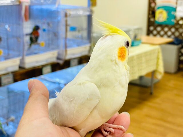 オカメインコ
