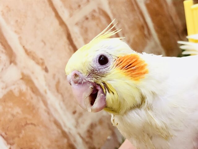 オカメインコ