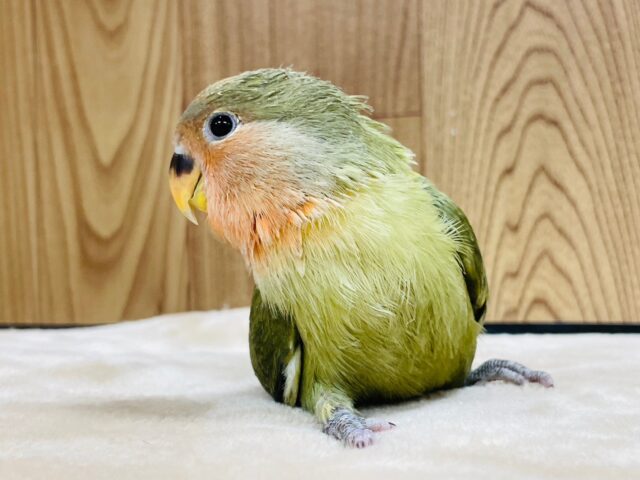コザクラインコ（小桜インコ）