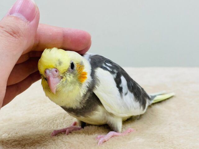 オカメインコ