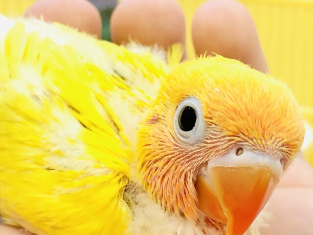 【最新画像更新☆☆】輝く美カラー!! ボタンインコ ヤマブキボタンインコ