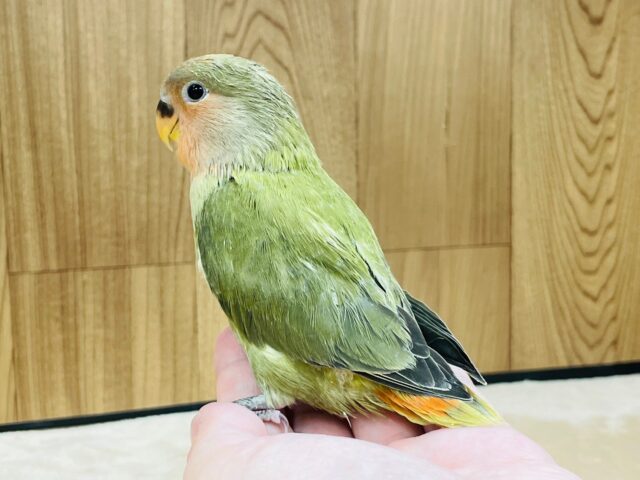 コザクラインコ（小桜インコ）