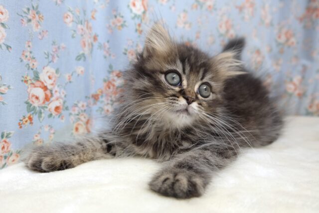 4/8最新📷なでなで大好き♡マンチカンくん🤎2024年1月9日生まれ 男の子 マンチカン