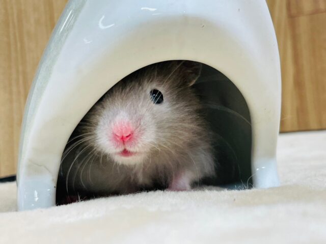 ゴールデンハムスター