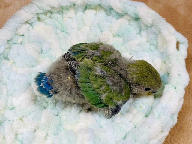 コザクラインコ（小桜インコ）