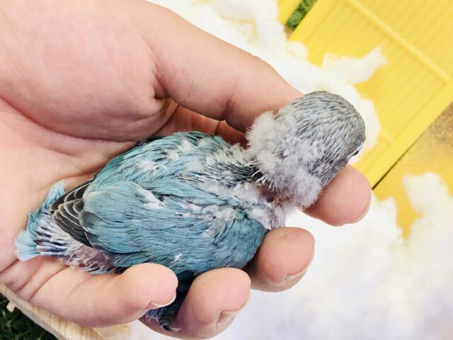 ブルーボタンインコ