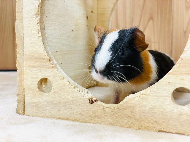 イングリッシュモルモット