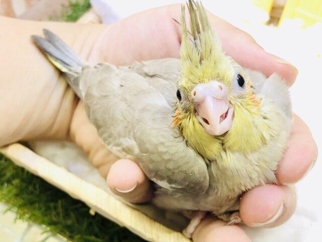 オカメインコ
