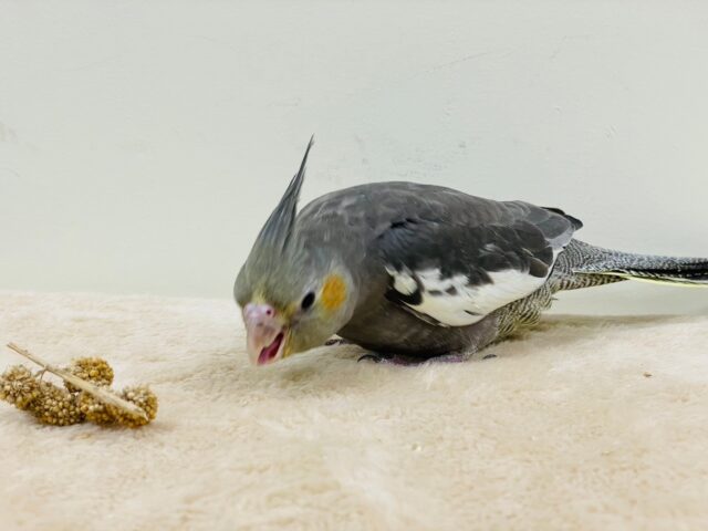 シャイだけど好奇心旺盛♡オカメインコ(ノーマル) オカメインコ