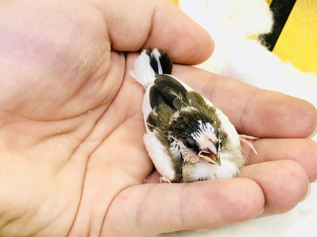 十姉妹（ジュウシマツ）