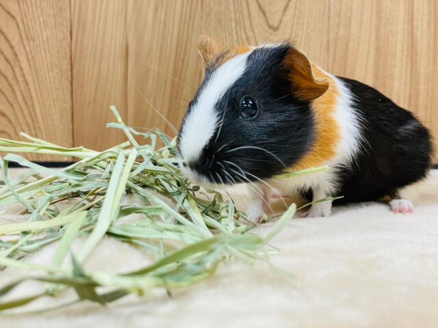 イングリッシュモルモット