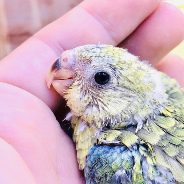 ビセイインコ（美声インコ）