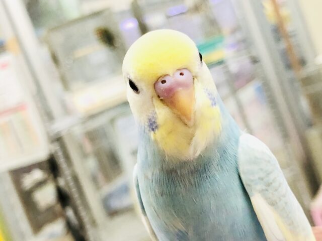 セキセイインコ