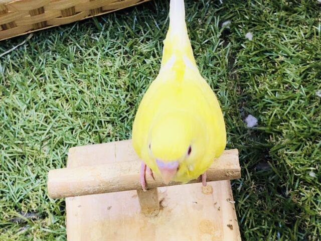 セキセイインコ
