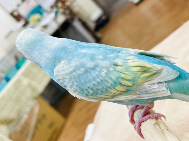 セキセイインコ