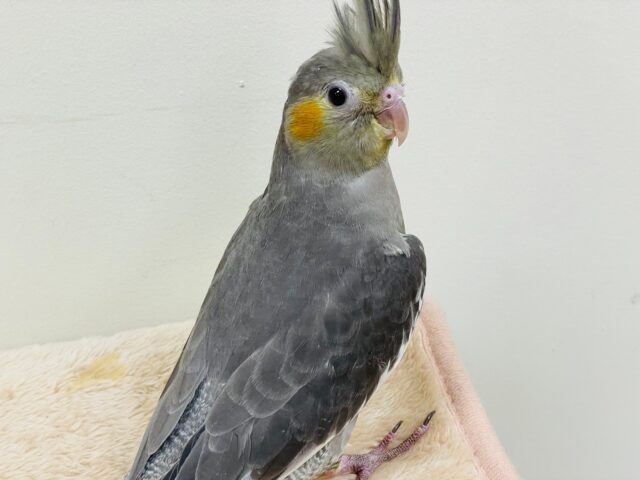 シャイだけど好奇心旺盛♡オカメインコ(ノーマル) オカメインコ