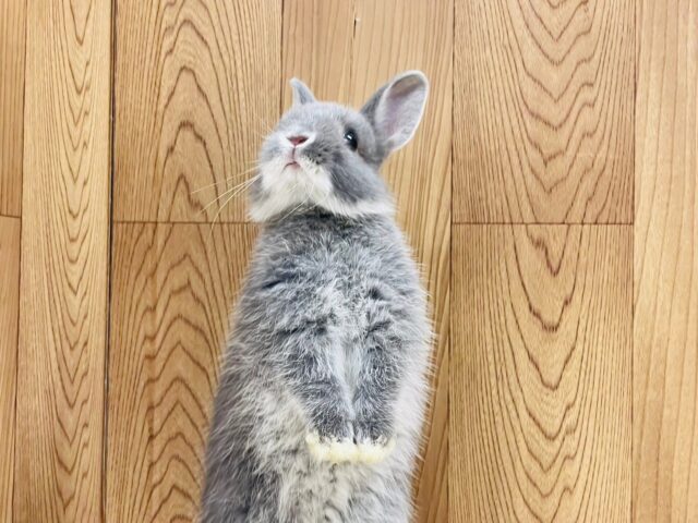 ネザーランドドワーフ