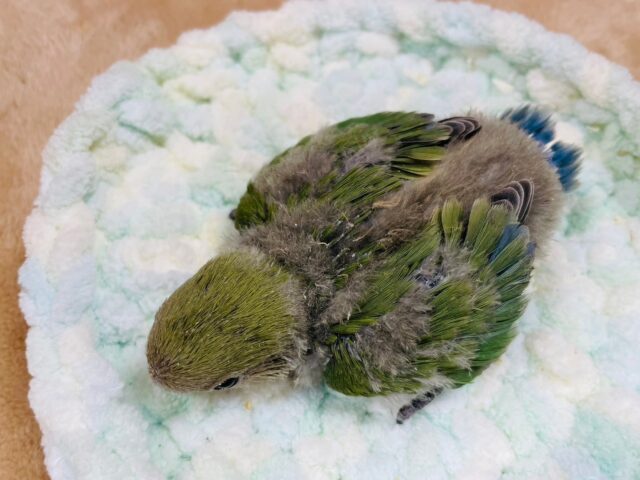 コザクラインコ（小桜インコ）