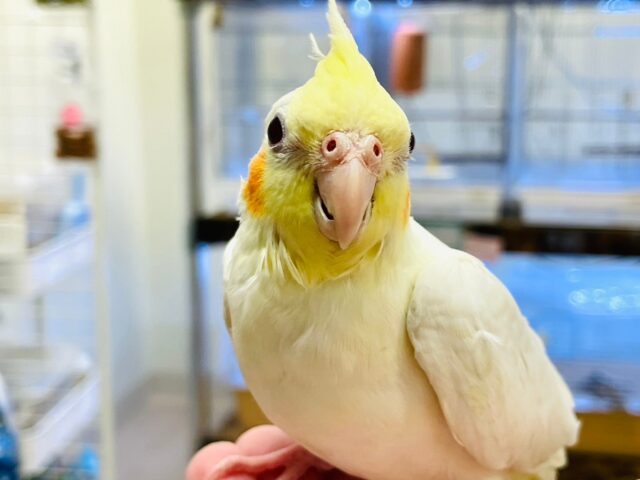 オカメインコ