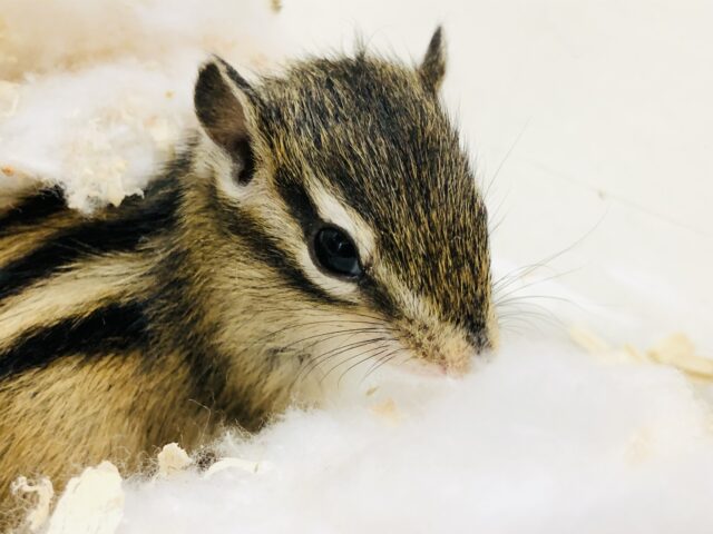 シマリス（ノーマル）
