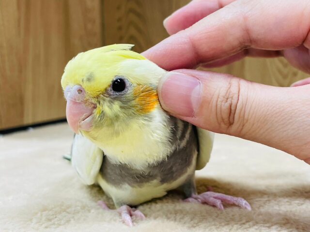 オカメインコ